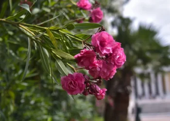 Καιρός: «Έρχεται θερμοκρασιακή ανωμαλία» -Η πρόβλεψη Τσατραφύλλια