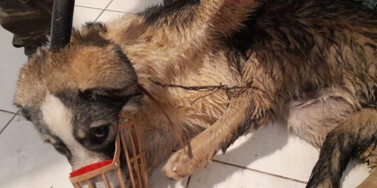 Φρίκη στα Μετέωρα: Έδεσαν με σύρμα σκύλο και τον πέταξαν σε χαντάκι (ΦΩΤΟ)