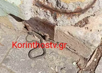 Κόρινθος: Φίδι έκοβε βόλτες έξω από το Δικαστικό Μέγαρο
