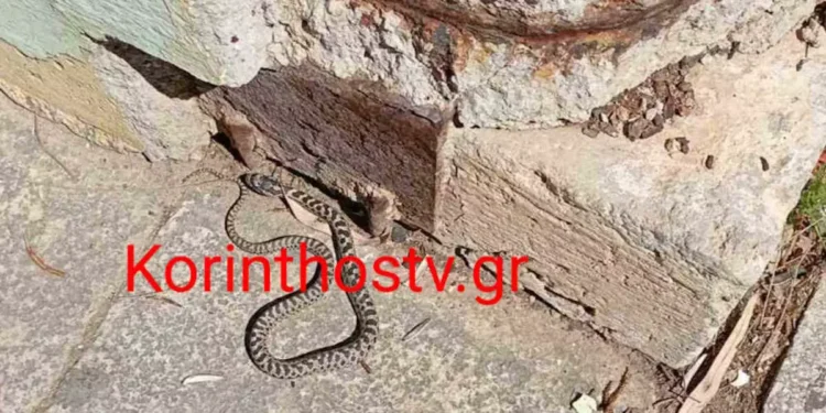 Κόρινθος: Φίδι έκοβε βόλτες έξω από το Δικαστικό Μέγαρο
