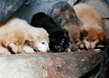 Σέρρες: Έβαλαν νεογέννητα κουτάβια σε σακούλα και τα πέταξαν σε χωράφι