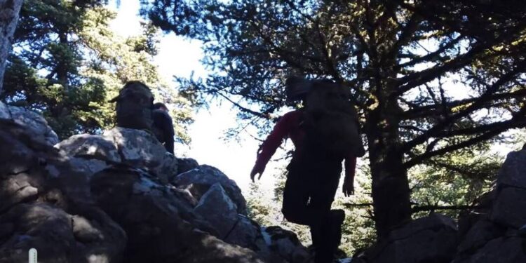 Πάρνηθα: Αγωγή σε πασίγνωστο Youtuber για κοπή δεντρών – Πώς πρόδωσε τον εαυτό του