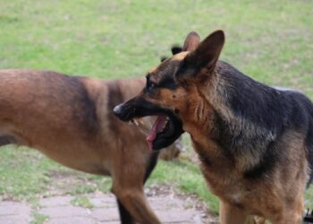 Ανεξέλεγκτη η κατάσταση με τα σκυλιά – Κατασπάραξαν 55χρονη στο κέντρο της Ραφήνας