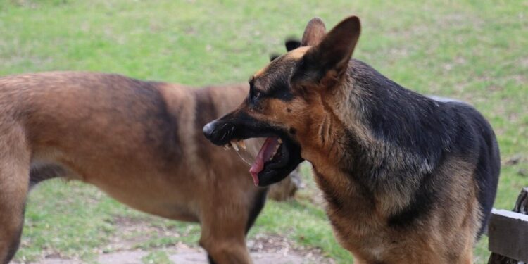 Ανεξέλεγκτη η κατάσταση με τα σκυλιά – Κατασπάραξαν 55χρονη στο κέντρο της Ραφήνας