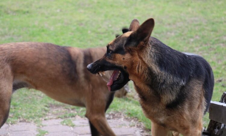 Ανεξέλεγκτη η κατάσταση με τα σκυλιά – Κατασπάραξαν 55χρονη στο κέντρο της Ραφήνας