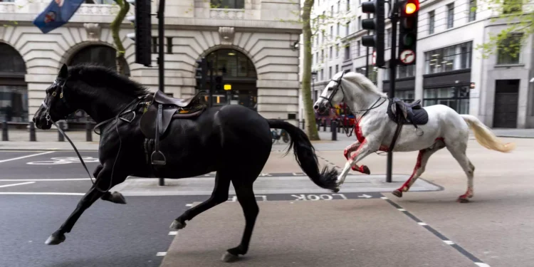 Άλογα τρέχουν ανεξέλεγκτα στο κέντρο του Λονδίνου, το ένα αιμόφυρτο