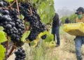 Κλιματική αλλαγή: Καθίζηση της παγκόσμιας οινοπαραγωγής το 2023 – Η χειρότερη χρονιά για τα κρασιά εδώ και 62 χρόνια