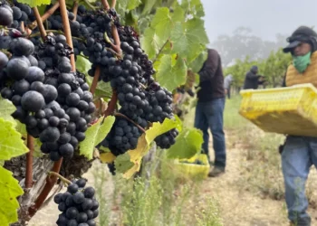 Κλιματική αλλαγή: Καθίζηση της παγκόσμιας οινοπαραγωγής το 2023 – Η χειρότερη χρονιά για τα κρασιά εδώ και 62 χρόνια
