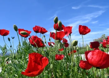 Καιρός: Έρχεται… ανοιξιάτικο Σαββατοκύριακο με υψηλές θερμοκρασίες ως 27°C