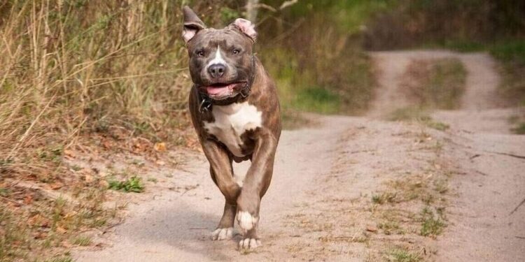 Καβάλα: Σκύλος επιτέθηκε και δάγκωσε 7χρονο μαθητή έξω από το σχολείο