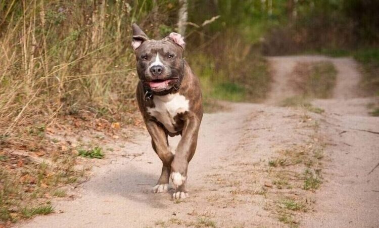 Καβάλα: Σκύλος επιτέθηκε και δάγκωσε 7χρονο μαθητή έξω από το σχολείο