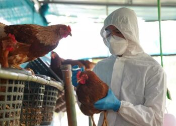 Γρίπη των πτηνών: Εξαπλώνεται σε ΗΠΑ και Ευρώπη – Πόσο κινδυνεύουμε με νέα πανδημία