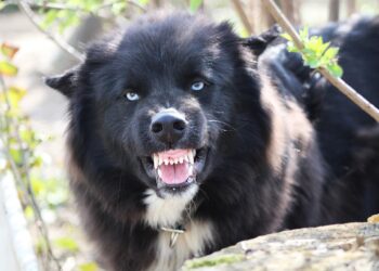 Νέα Σμύρνη: Σκύλος δάγκωσε στο κεφάλι βρέφος 11 μηνών