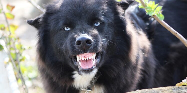 Νέα Σμύρνη: Σκύλος δάγκωσε στο κεφάλι βρέφος 11 μηνών