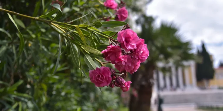 Καιρός: Ζέστη και βροχές -Ανεβαίνει σήμερα η θερμοκρασία, σε ποιες περιοχές αναμένονται μπόρες