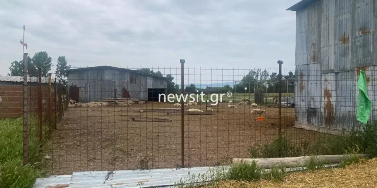 Κιλκίς: «Τους έχει σιχαθεί όλο το χωριό» – Τι λέει ο πατέρας του κτηνοτρόφου για τους 4 διαρρήκτες