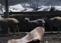 Σέρρες: Δήλωναν εικονικές σφαγές ζώων για να μην χάνουν τις επιδοτήσεις