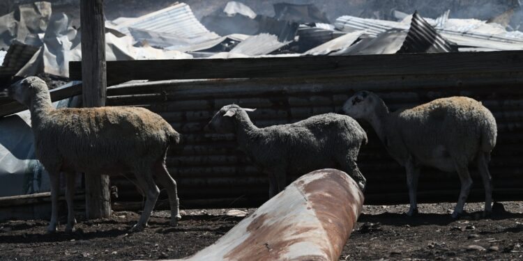 Σέρρες: Δήλωναν εικονικές σφαγές ζώων για να μην χάνουν τις επιδοτήσεις
