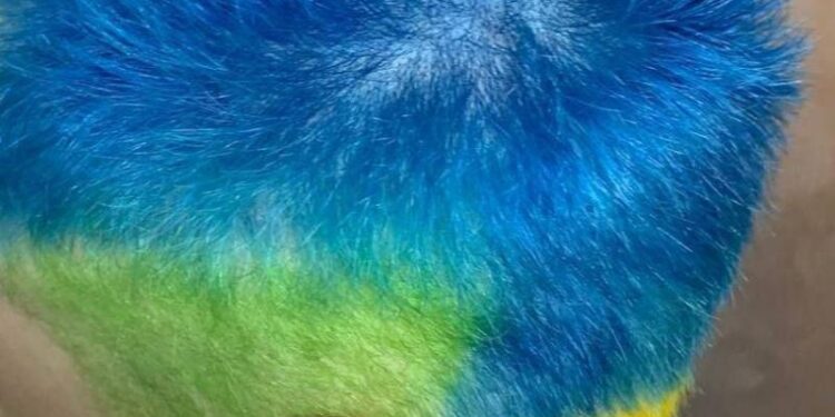 Πρόστιμο σε Ρώσο που έβαψε τα μαλλιά του στα χρώματα της Ουκρανίας (Εικόνα)