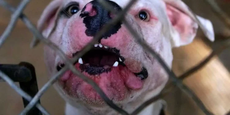PITBULL-skili