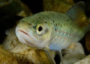 SOS για την άγρια ζωή: Ψάρια εθισμένα στη μεθαδόνη και πτηνά που δε ζουν… χωρίς καφεϊνη