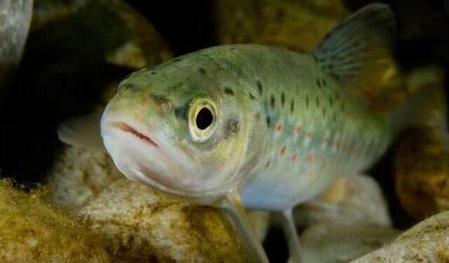 SOS για την άγρια ζωή: Ψάρια εθισμένα στη μεθαδόνη και πτηνά που δε ζουν… χωρίς καφεϊνη