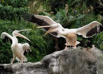 Γρίπη πτηνών: Πρώτος θάνατος ανθρώπου παγκοσμίως από H5N2