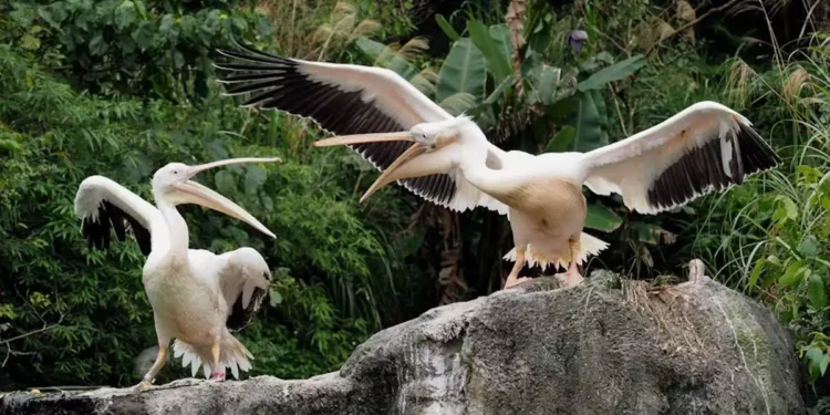 Γρίπη πτηνών: Πρώτος θάνατος ανθρώπου παγκοσμίως από H5N2