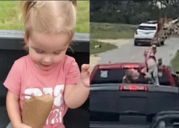 Απίστευτο βίντεο: Καμηλοπάρδαλη αρπάζει 2χρονο κοριτσάκι που είχε… φαγητό στα χέρια, από το αμάξι των γονιών του