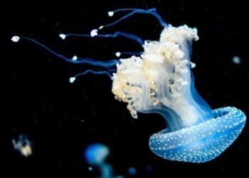 Μέδουσες στην Ελλάδα: Ποια είδη να προσέξετε και πώς να αντιμετωπίσετε τα τσιμπήματα