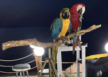 «Καμπάνα» 20.000 ευρώ σε ιδιοκτήτη ξενοδοχείου στη Χαλκιδική που χρησιμοποιούσε παπαγάλους ως «κράχτες»