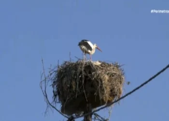 Θρακικό Σερρών: Το χωριό που οι πελαργοί είναι περισσότεροι από τους κατοίκους(Βίντεο)