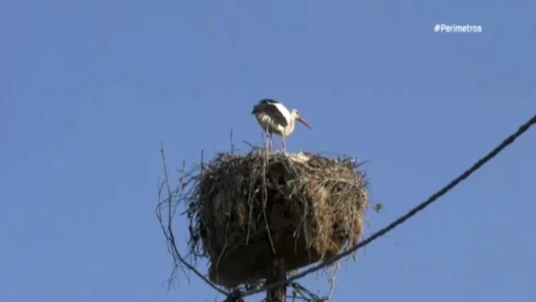 Θρακικό Σερρών: Το χωριό που οι πελαργοί είναι περισσότεροι από τους κατοίκους(Βίντεο)