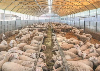 Πανώλη αιγοπροβατων: 8 τα επιβεβαιωμένα κρούσματα στη Θεσσαλία – Με 48 συνεργεία και 115 επιστήμονες οι έλεγχοι