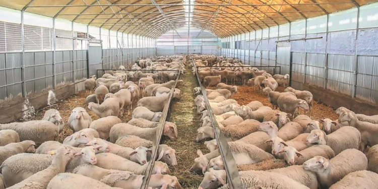 Πανώλη αιγοπροβατων: 8 τα επιβεβαιωμένα κρούσματα στη Θεσσαλία – Με 48 συνεργεία και 115 επιστήμονες οι έλεγχοι