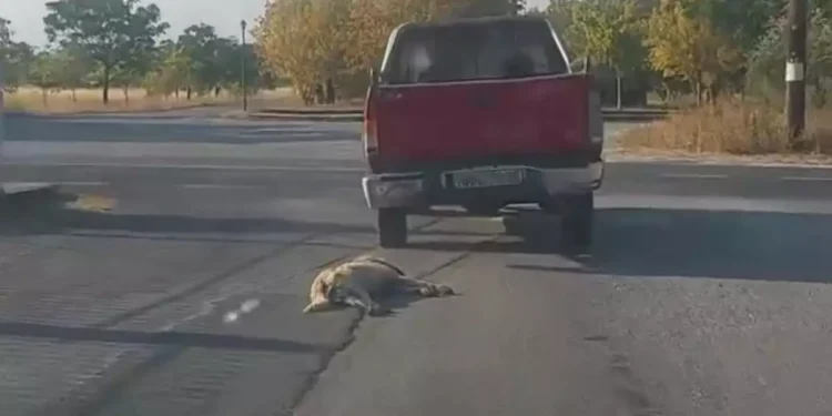Βέροια: Ελεύθερος ο 84χρονος που έσερνε σκύλο με το αγροτικό του – Ισχυρίζεται ότι το βρήκε δηλητηριασμένο