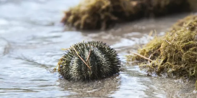 Το συνηθισμένο λάθος που κάνουμε όταν πατήσουμε αχινό σύμφωνα με μια ειδικό