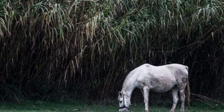 Σαντορίνη: Έδεσαν άλογο και το άφησαν να πεθάνει από τη δίψα