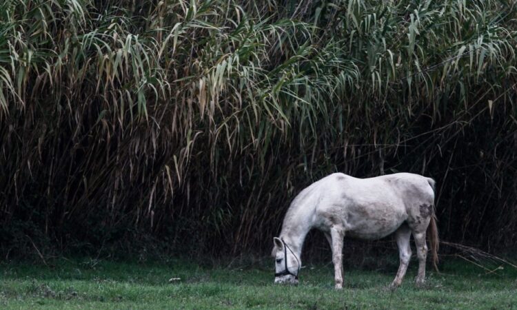 Σαντορίνη: Έδεσαν άλογο και το άφησαν να πεθάνει από τη δίψα