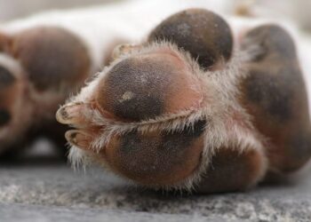 Σέρρες: Ρίχνουν «δολώματα» με καρφιά για να εξοντώσουν σκύλους και γάτες