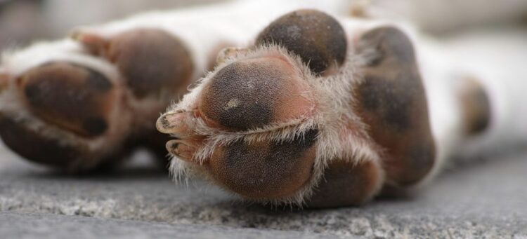 Σέρρες: Ρίχνουν «δολώματα» με καρφιά για να εξοντώσουν σκύλους και γάτες
