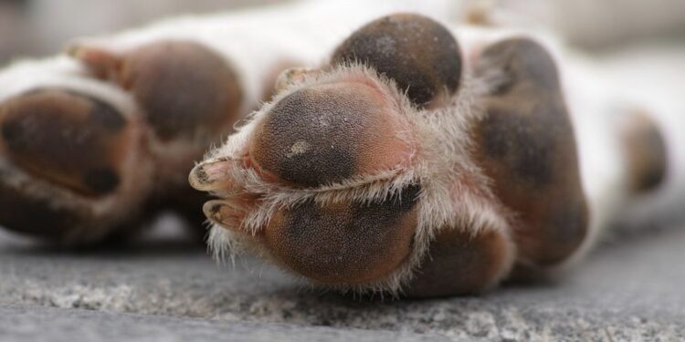 Σέρρες: Ρίχνουν «δολώματα» με καρφιά για να εξοντώσουν σκύλους και γάτες