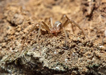 Τσίμπημα καφέ αράχνης: Οι επιπλοκές που προκάλεσαν τον θάνατο του 48χρονου στην Ηλεία