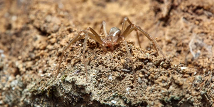 Τσίμπημα καφέ αράχνης: Οι επιπλοκές που προκάλεσαν τον θάνατο του 48χρονου στην Ηλεία
