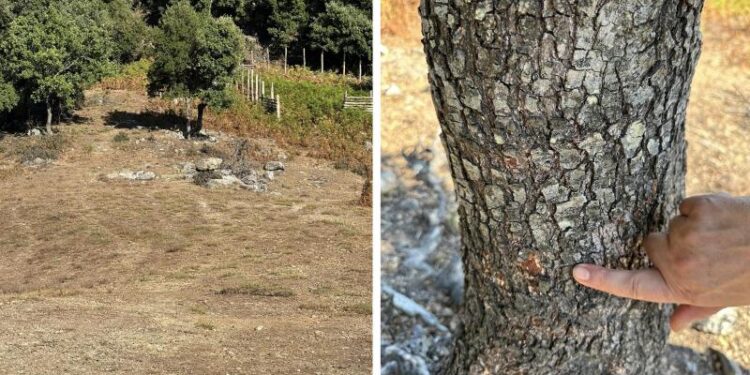 Χαλκιδική: Μεγάλοι λύκοι επιτέθηκαν σε άνδρα – Σκότωσαν το σκύλο του, πού έγινε