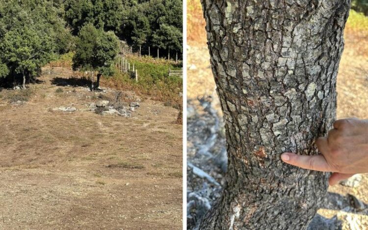 Χαλκιδική: Μεγάλοι λύκοι επιτέθηκαν σε άνδρα – Σκότωσαν το σκύλο του, πού έγινε