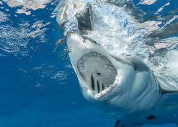 Καρχαρίες στις ελληνικές παραλίες: Πώς πρέπει να αντιδρούν οι λουόμενοι