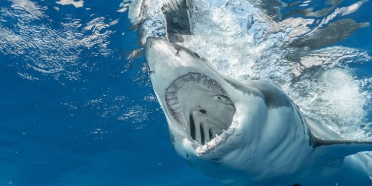 Καρχαρίες στις ελληνικές παραλίες: Πώς πρέπει να αντιδρούν οι λουόμενοι