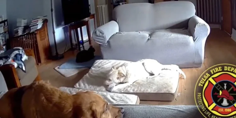 Οκλαχόμα: Σκύλος έβαλε φωτιά σε σαλόνι σπιτιού δαγκώνοντας ένα power bank – Δείτε βίντεο