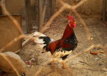 Βόλος: Συνταξιούχος ζει σε κοτέτσι για να μην έχει επαφή με σύζυγο και κόρη